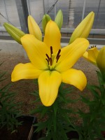 [5100 Amati VH No01.JPG]